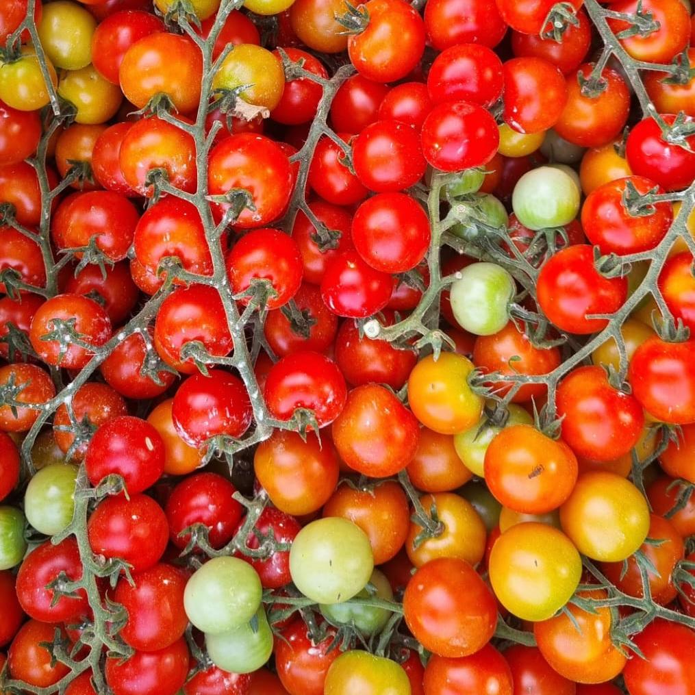 TOMATE CHERRY ROJO REDONDO