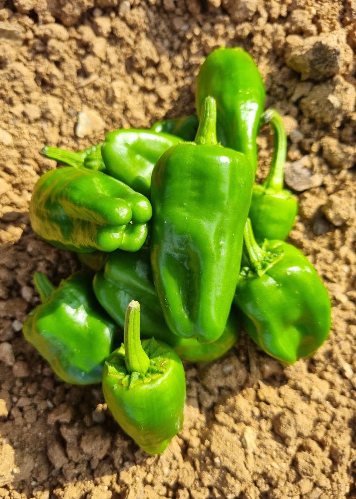 PIMIENTO DEL PADRÓN