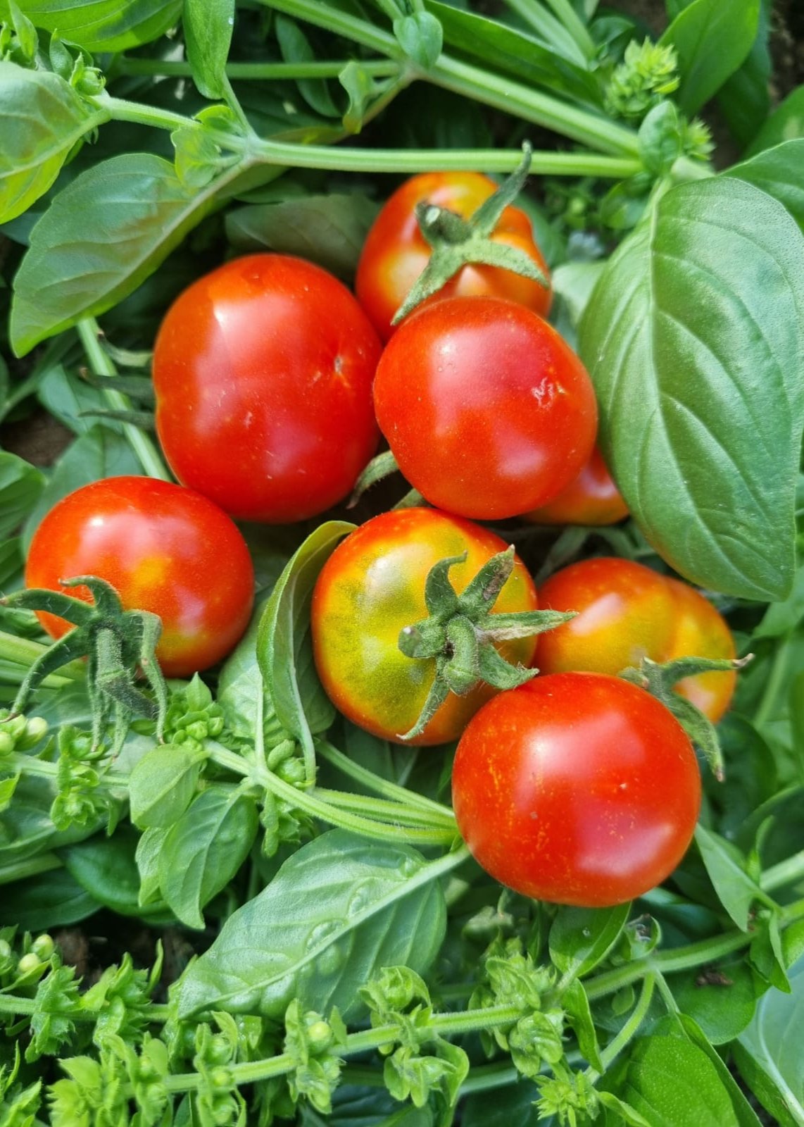 TOMATE CHERRY ROJO RUBÍ