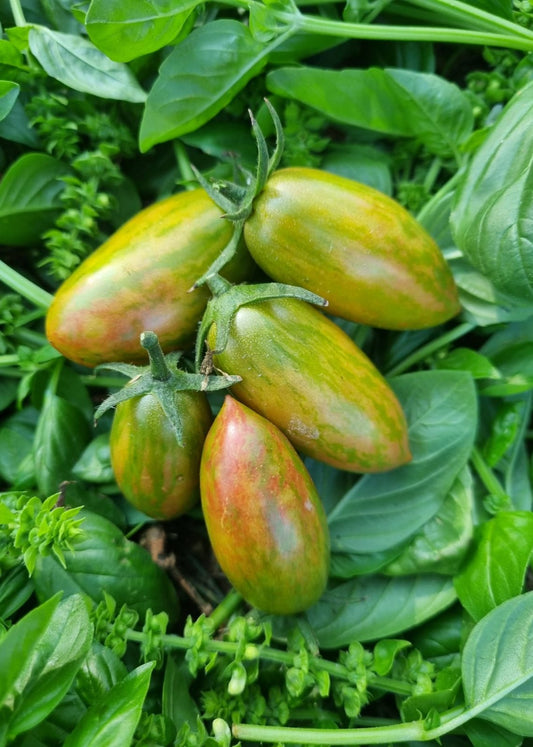 TOMATE CHERRY TIGRE CON SUERTE