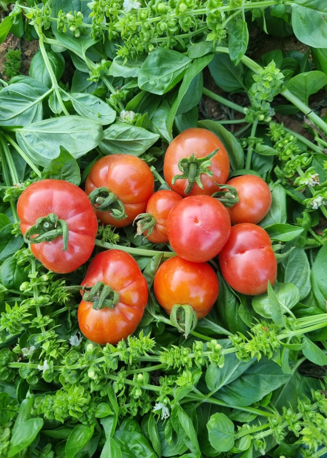 TOMATE CHERRY DIAMANTE ROSA