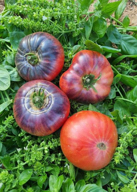 TOMATE BELLEZA AZUL