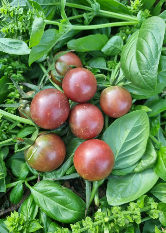 TOMATE CHERRY CHOCOLATE