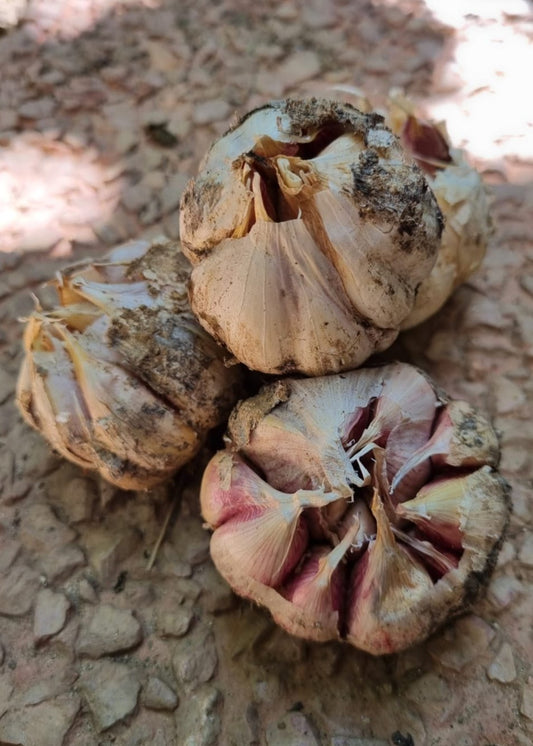 CABEZA DE AJO MORADO