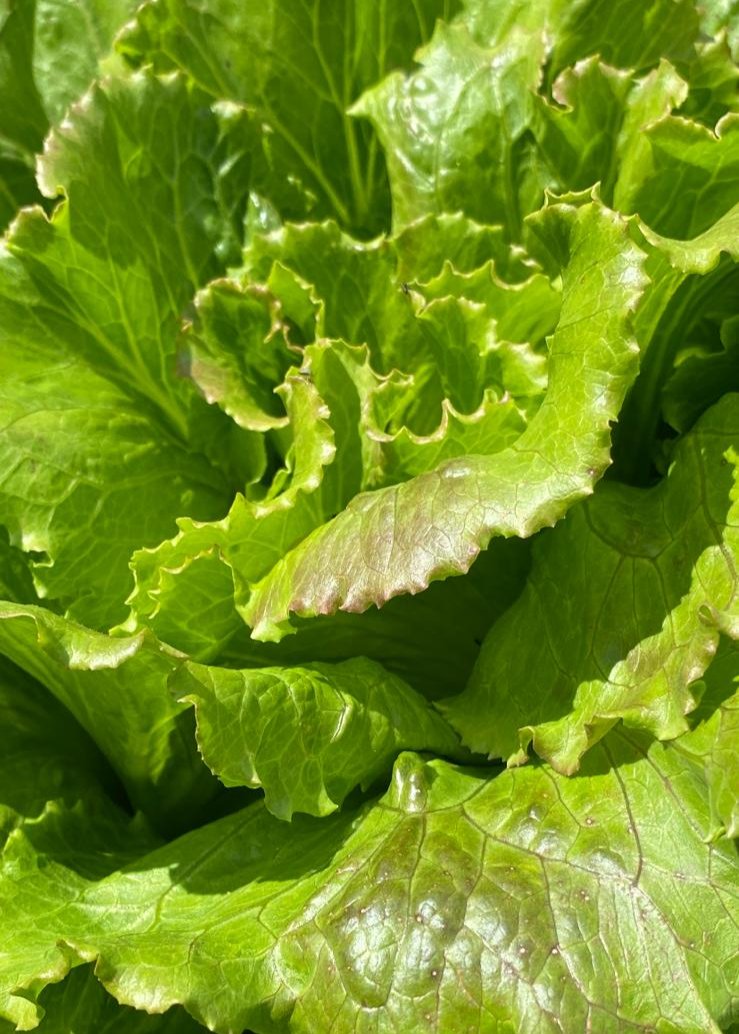 LECHUGA MARAVILLA