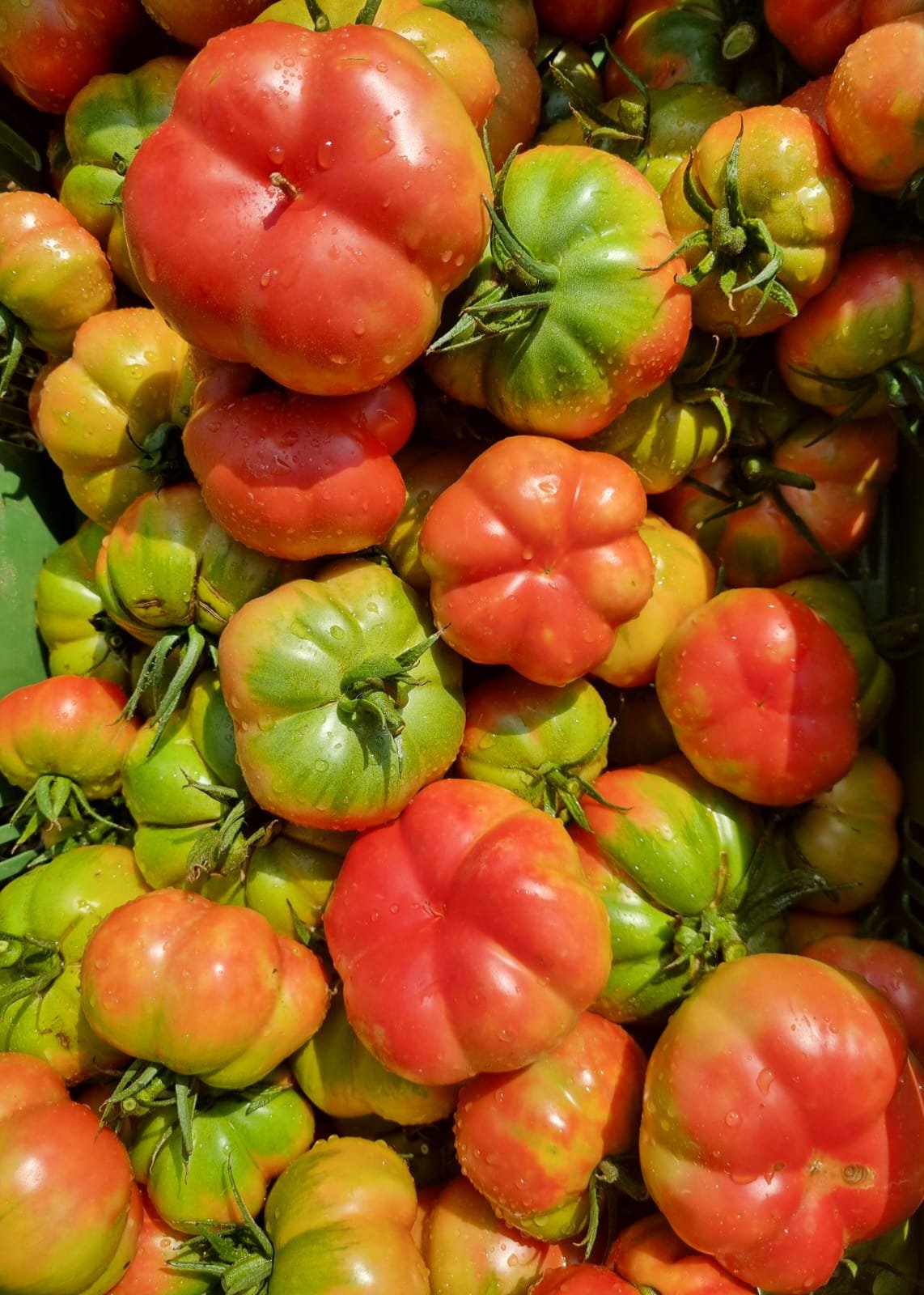 TOMATE MONTSERRAT