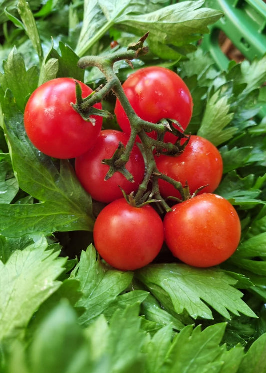 TOMATE CHERRY ROJO REDONDO