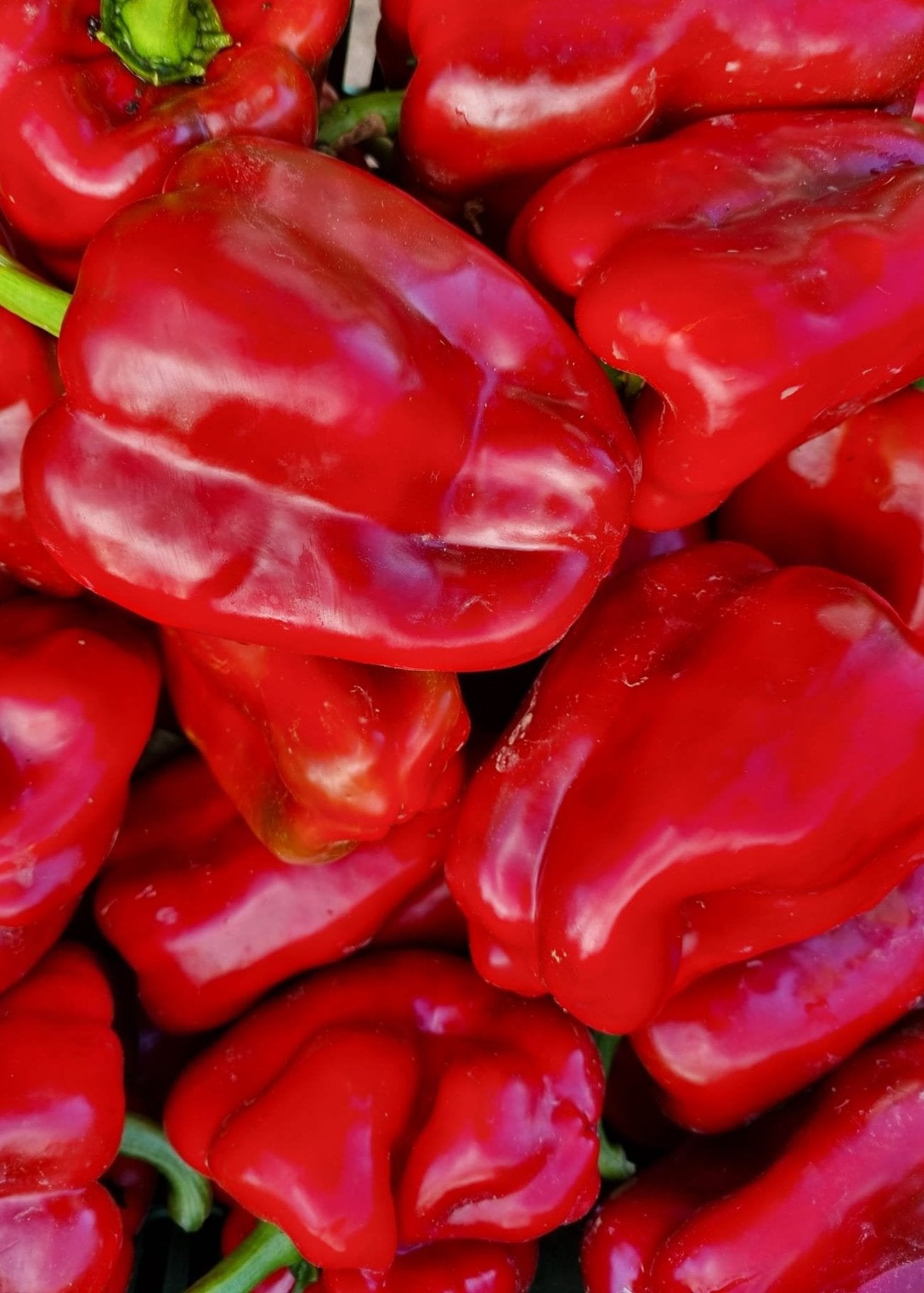 PIMIENTO ROJO ESCALIVAR