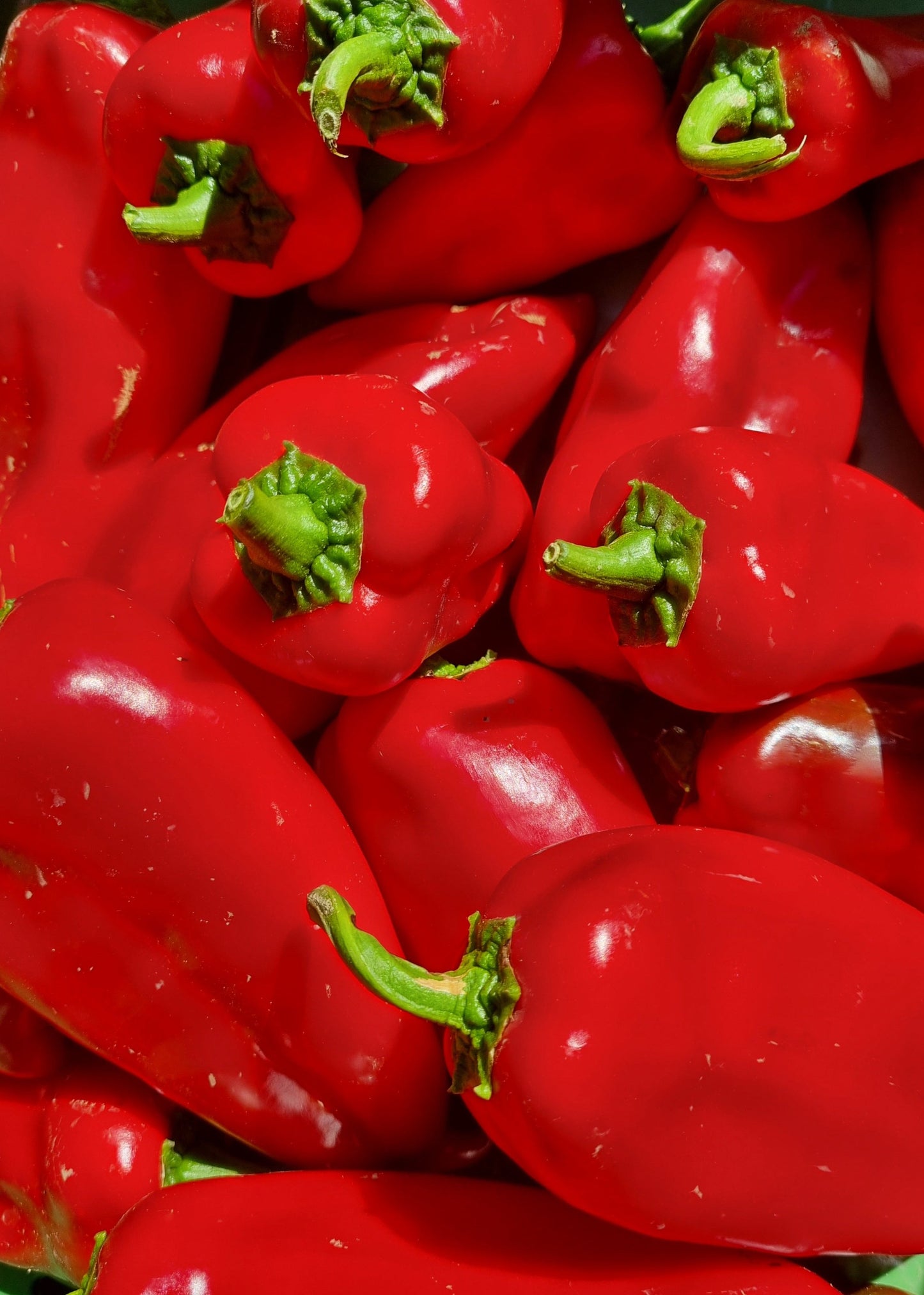 PIMIENTO DEL PIQUILLO