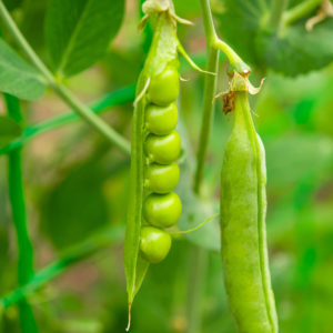 Guisantes