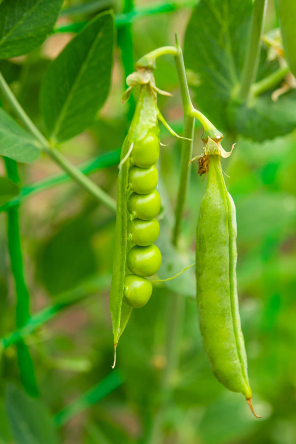 Guisantes